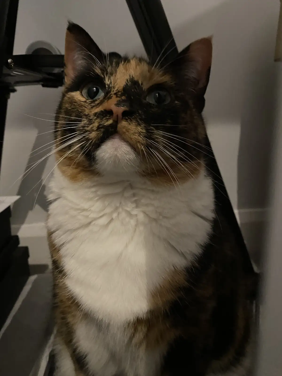Crumble's Daily Snapshot: A Glimpse into His World