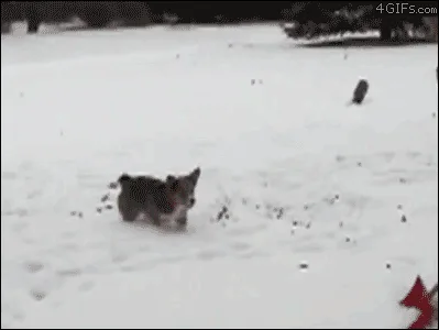 A small dog runs through deep snow, then a person shovels snow in front of it, causing a large cloud of snow to obscure the…