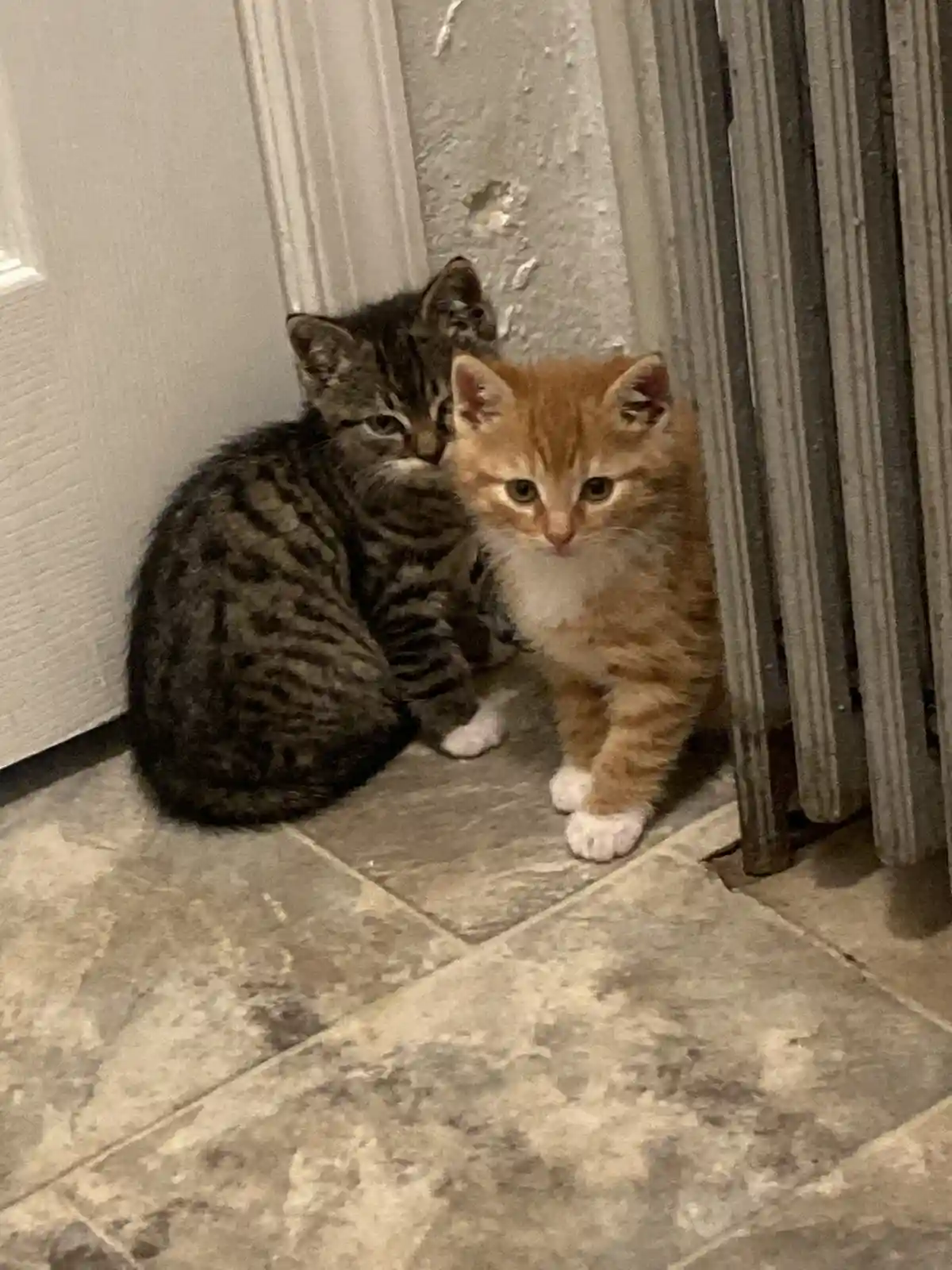 Two small kittens, one tabby and one orange with white paws, sit together on a tiled floor near a door and radiator. The…