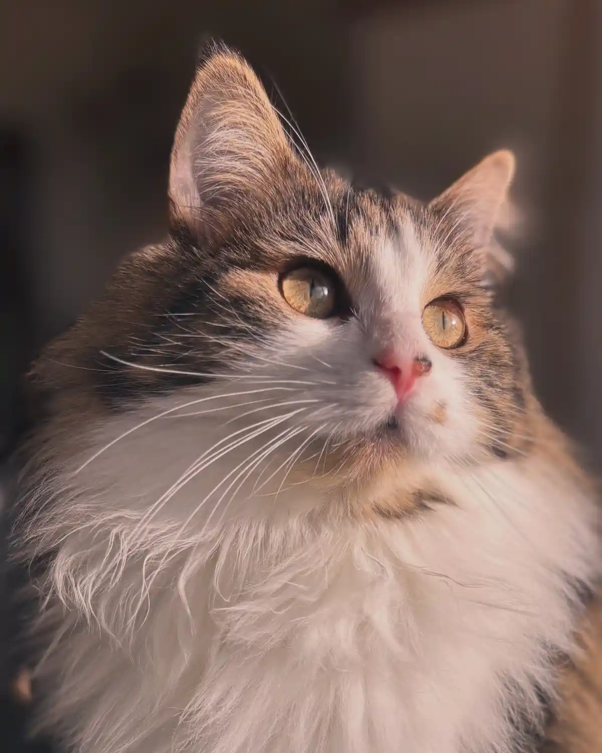 A close-up photo of a fluffy, long-haired cat with brown and white fur, golden eyes, and a slightly tilted head, looking…