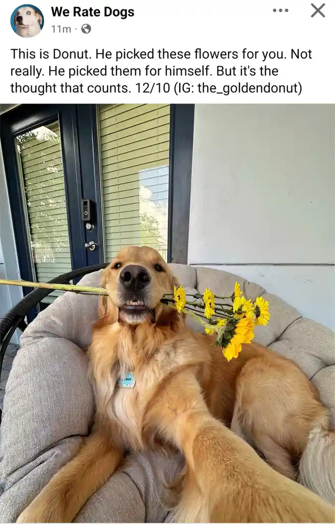 A golden retriever named Donut sits in a plush outdoor chair, holding a bouquet of sunflowers in its mouth. The overlaid…