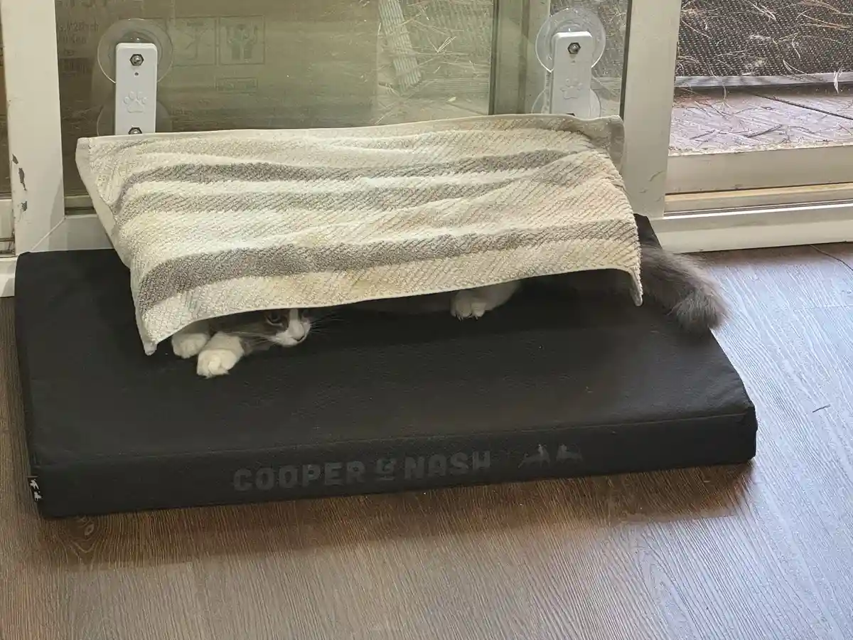 A gray and white cat is peeking out from under a striped towel draped over a black 'COOPER & NASH' pet bed, positioned on a…