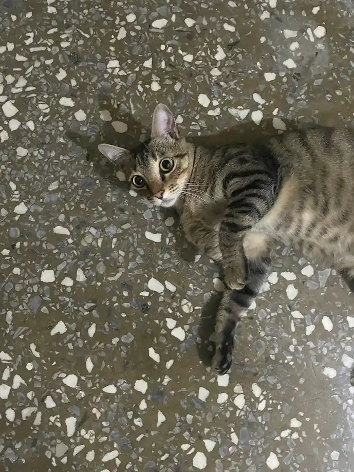 A tabby cat lies sprawled on a speckled terrazzo floor, looking up with wide, innocent eyes. The overlaid text reads 'i'm…