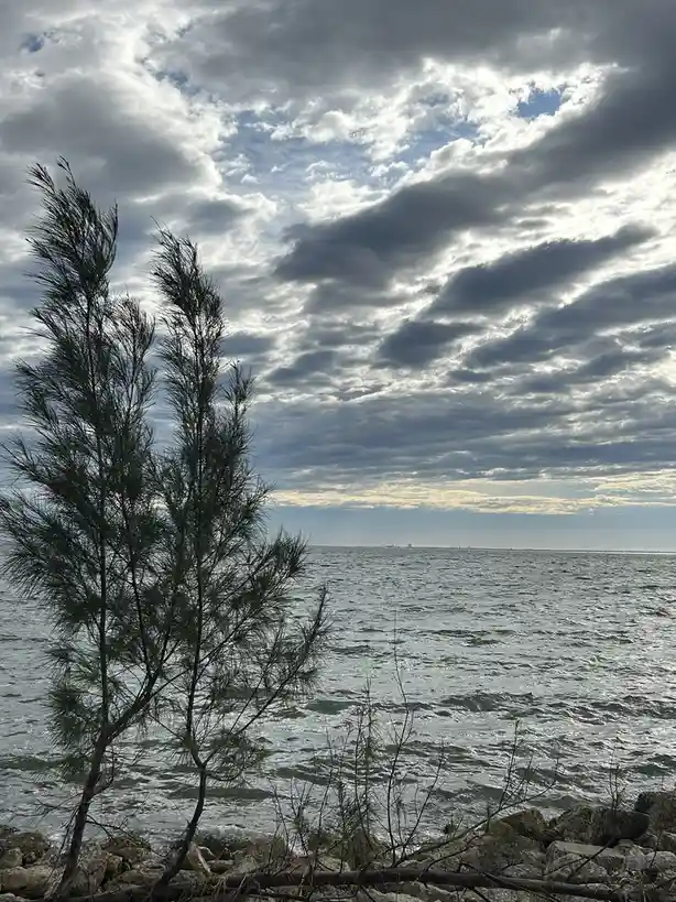 A photograph of a windswept coastal scene with a lone tree silhouetted against a dramatic, cloudy sky over choppy water. The…