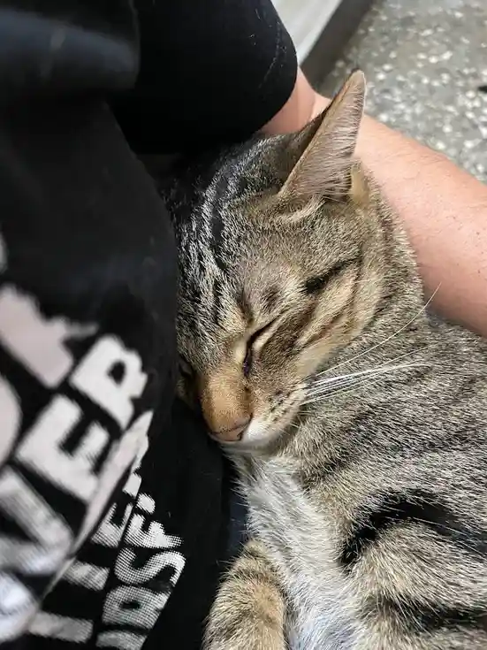 Adorable Feline Alert: The Cat Strikes Again!