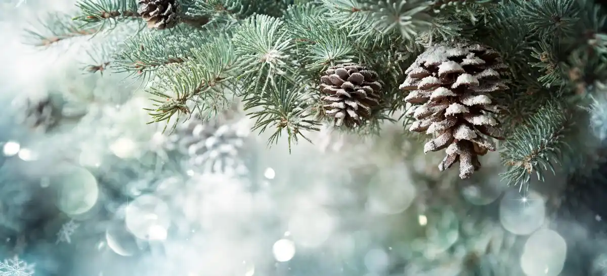 A close-up of frost-covered pine branches with pinecones, set against a blurred, sparkling winter background. The overlaid…