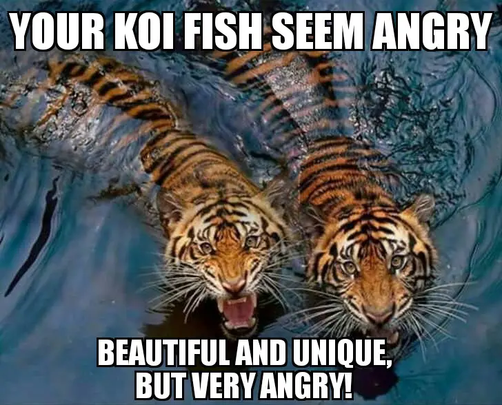 Two tigers are swimming in water, their heads above the surface with mouths open in an aggressive expression. The overlaid…