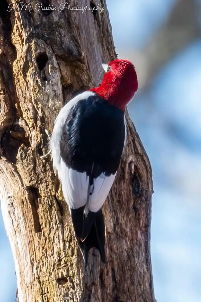 A red-headed woodpecker with black and white plumage is clinging to the side of a weathered tree trunk, its head turned…