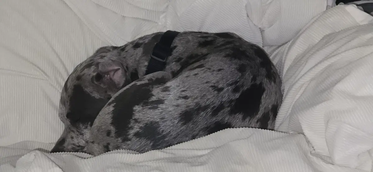 Earl, curled up in the cutest way possible