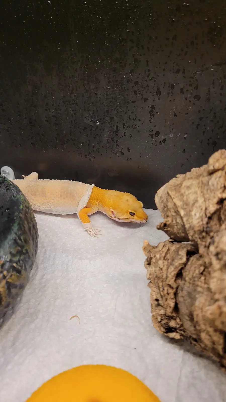 A pale yellow leopard gecko with a white bandage wrapped around its torso and front leg is lying on a white paper towel…