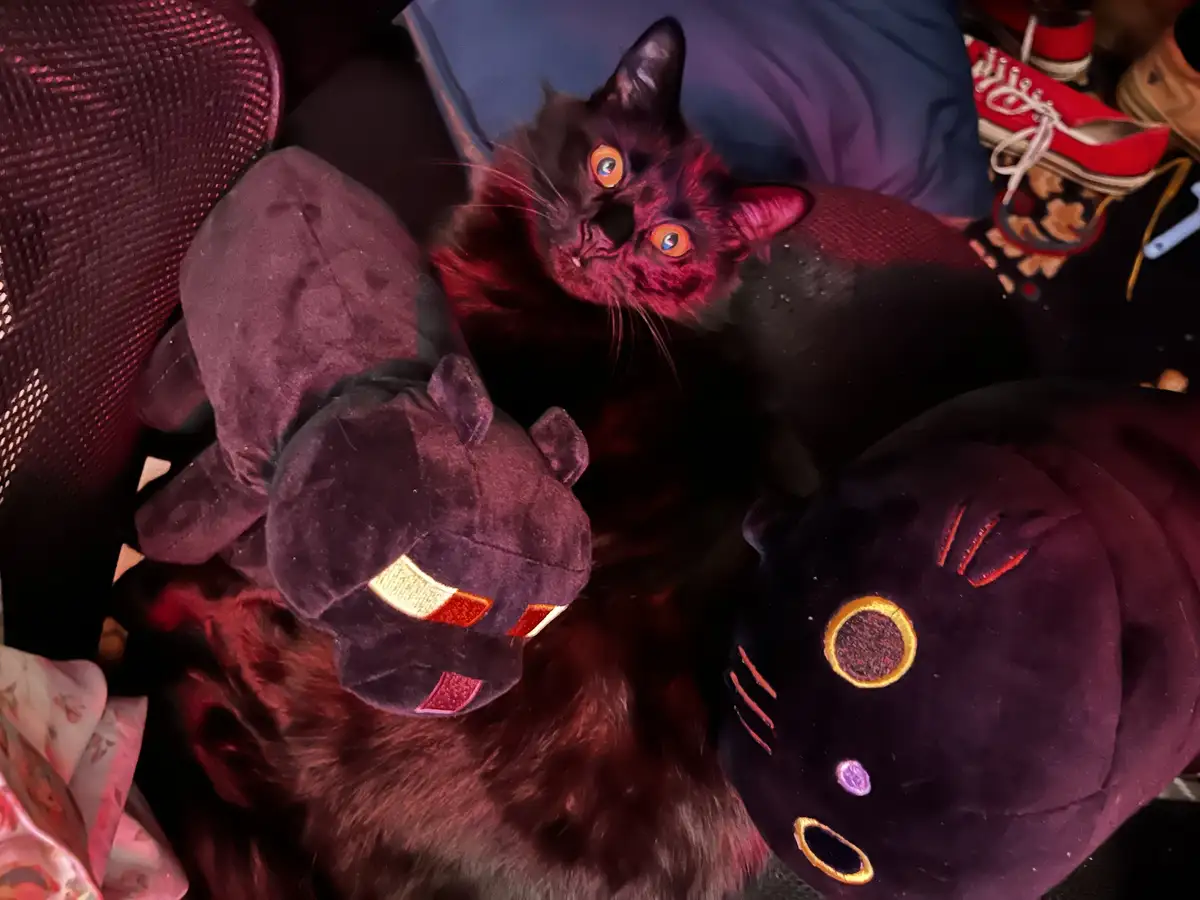 A black cat with glowing orange eyes looks up from a pile of dark-colored plush toys, including a black panther and a black…