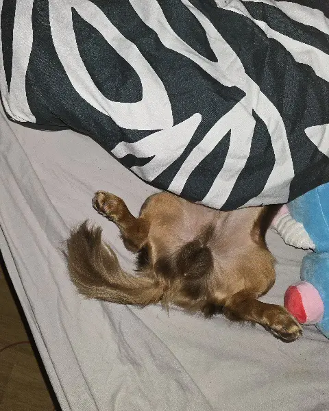 a small brown dog is lying on its back on a light gray bedsheet, paws in the air, partially covered by a black and white…
