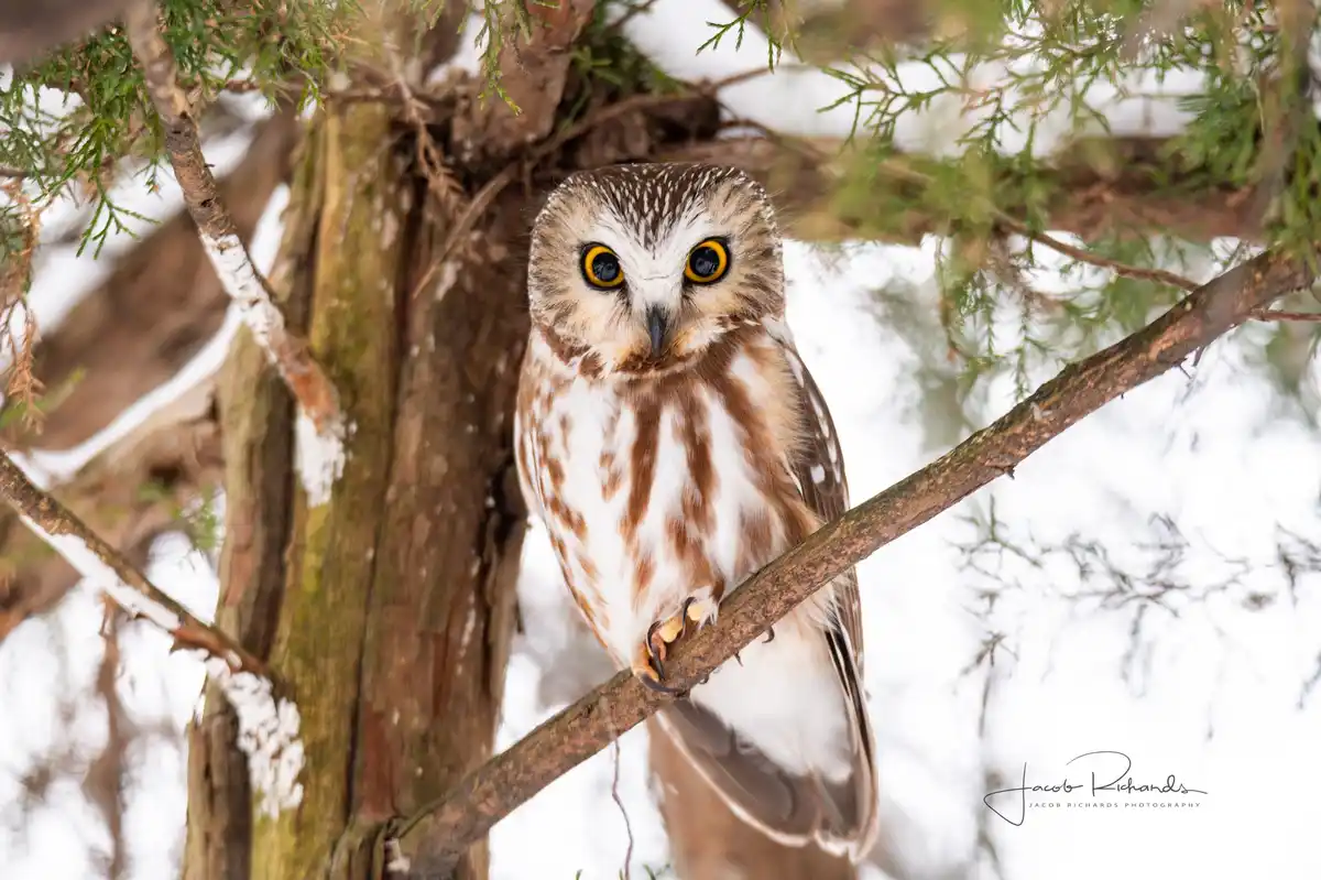 A close-up photograph of a small owl with brown and white feathers and large yellow eyes perched on a tree branch in a snowy…