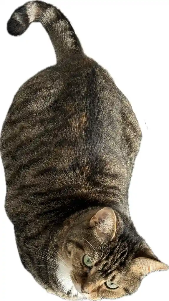 A tabby cat with green eyes and a white chest is lying on its side, looking up with a relaxed expression. Its tail is curled…