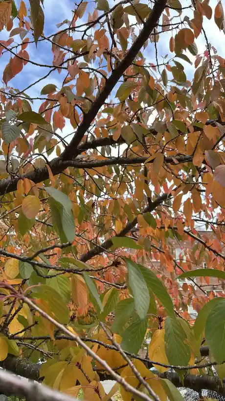 A close-up photo of tree branches with leaves in various shades of green, yellow, and orange against a blue sky with clouds…