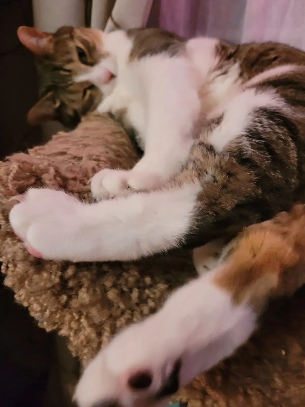A brown and white tabby cat is lying on its back on a brown textured blanket, appearing very relaxed with its paws up. The…