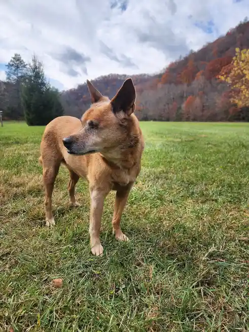 A tan dog stands in a grassy field with autumn-colored hills in the background, looking off to the side with a calm…