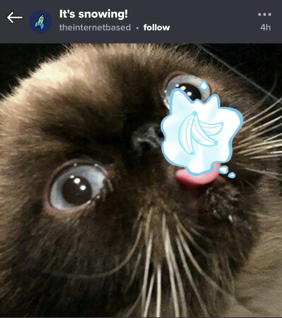 A close-up photo of a fluffy brown cat with wide, startled eyes and its tongue slightly out, overlaid with a cartoon thought…