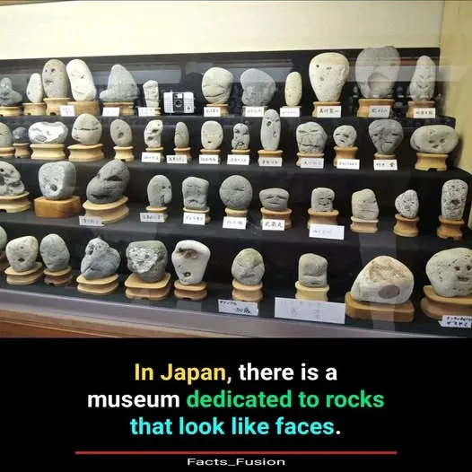A display case filled with numerous gray rocks, each mounted on a wooden base and arranged on multiple shelves. Small white…