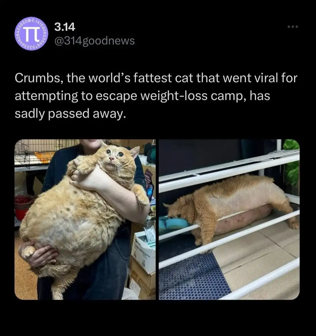 The image shows two photos of a very overweight orange tabby cat named Crumbs. The left photo shows a person holding the…