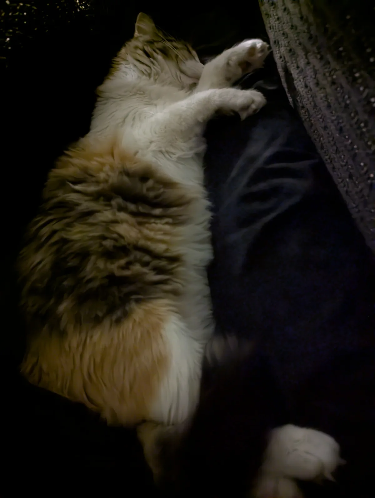 A fluffy, long-haired cat with white and light brown fur is lying on its back, paws up, resting against a person's dark blue…