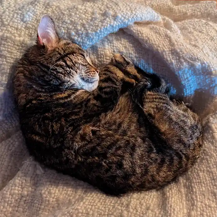 A brown tabby cat is curled up and sleeping soundly on a textured white blanket, its eyes closed and paws tucked in. The…