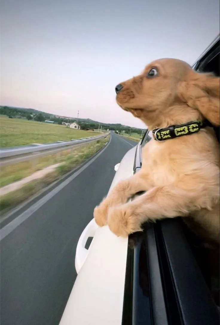 A light brown puppy with long floppy ears is sticking its head and front paws out of a moving car window, looking forward…