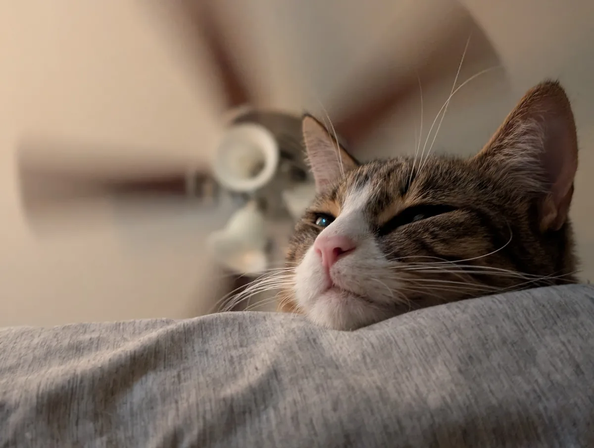 A close-up photo of a calico cat with one eye open and one eye closed, resting its head on a grey fabric surface. The…