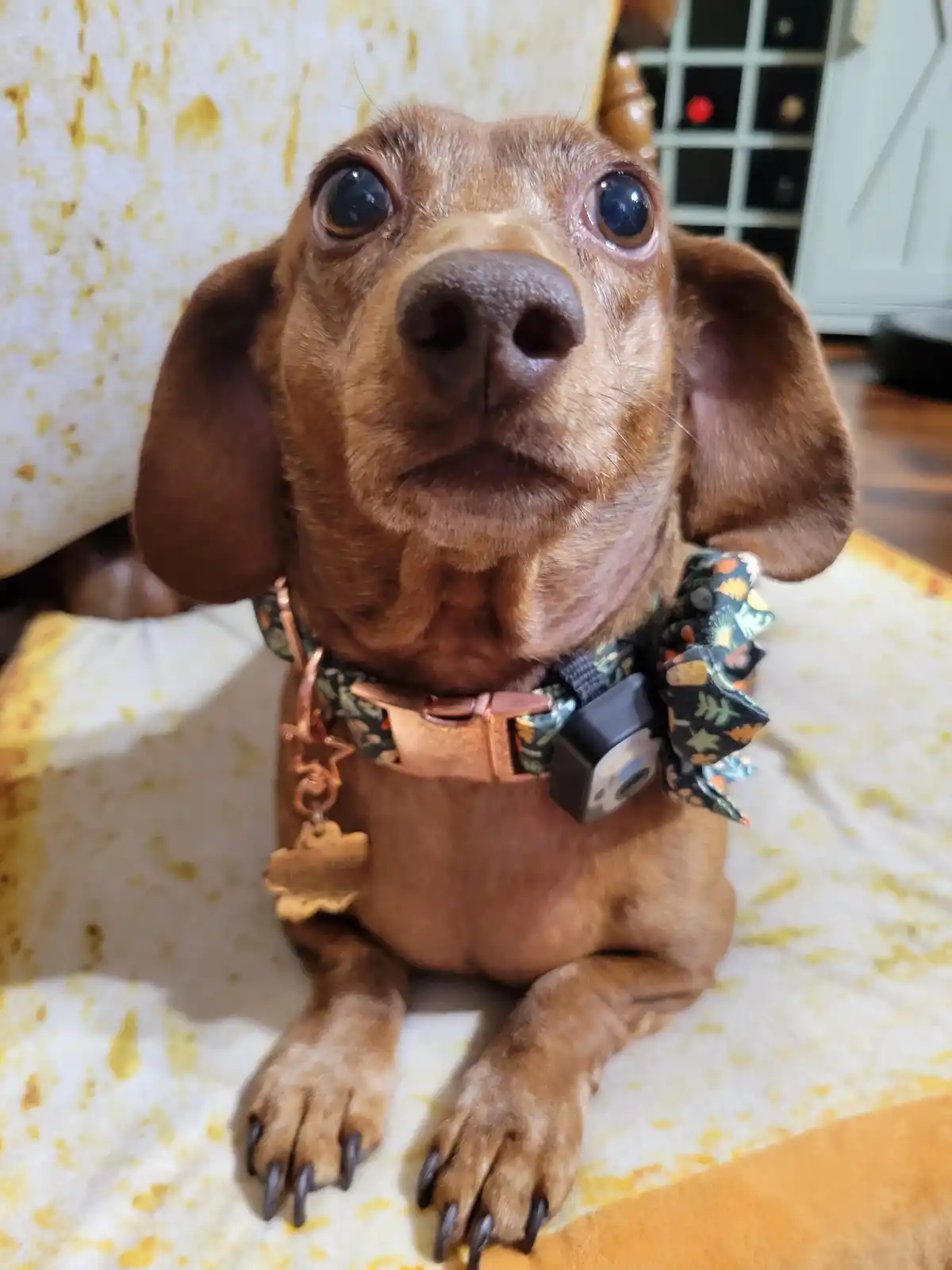 Meet my adorable pup, Tiger Lilly #714
