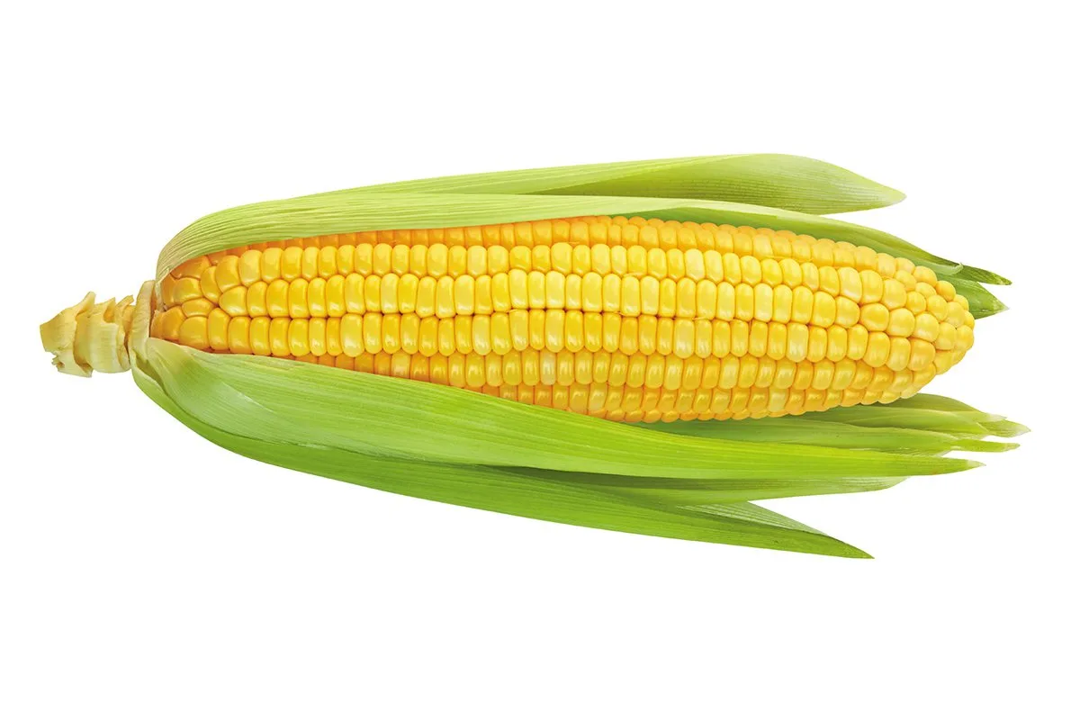 A close-up image of a single, fresh ear of corn with bright yellow kernels and green husks partially peeled back, set…