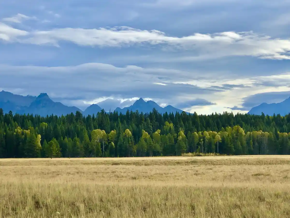 A scenic landscape photo shows a golden grassy field in the foreground, a dense forest of green and yellow trees in the…