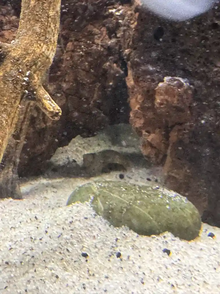 A close-up photo shows a green, leaf-shaped object resting on light-colored sand at the bottom of an aquarium, with dark…