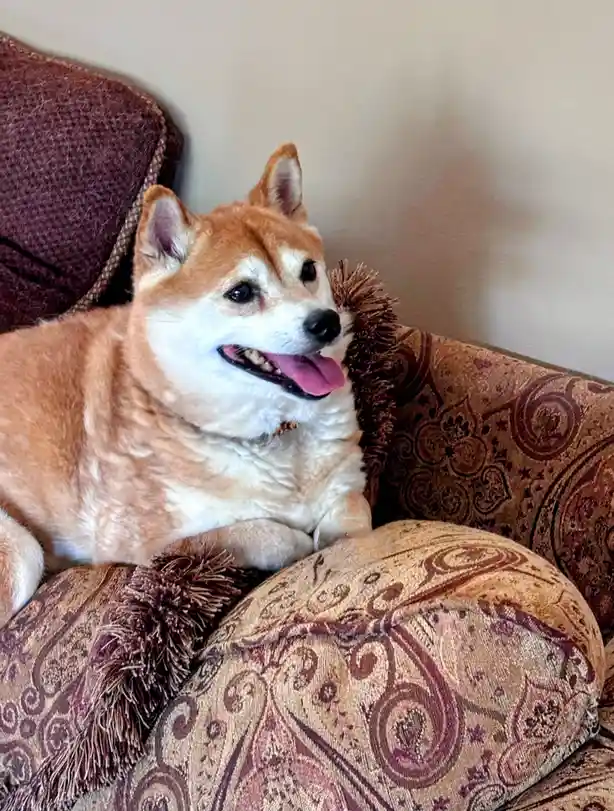A tan and white shiba inu dog is lounging comfortably on a brown paisley-patterned couch with tassels, looking relaxed with…