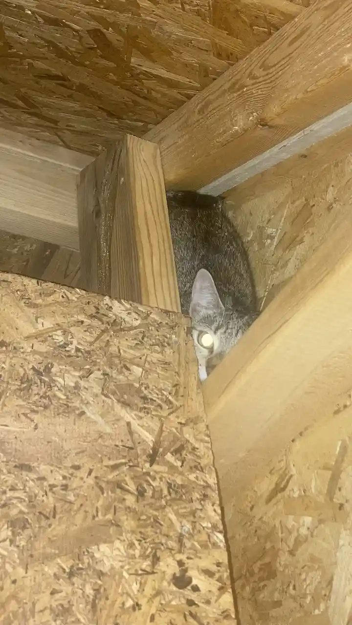 A gray tabby cat peeks out from a tight space between wooden beams and oriented strand board, its eye glowing with a bright…