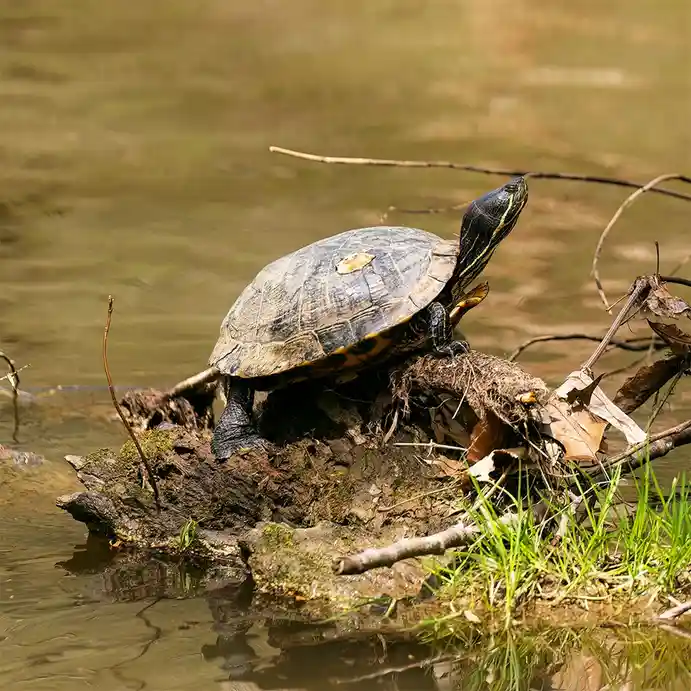 A turtle with a dark shell and yellow stripes is perched on a mossy log partially submerged in murky water, its head raised…
