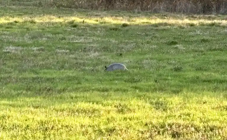 I Took a Break and Touched Some Grass for You All!