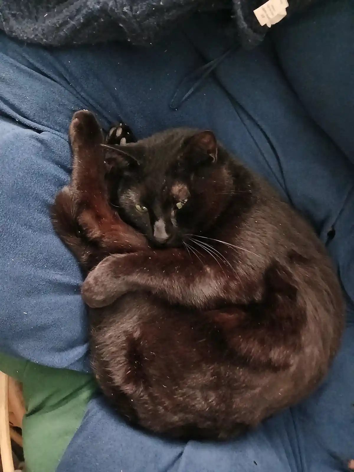 A black cat is curled up in a tight ball on a blue fabric surface, with one paw raised and eyes half-closed, conveying a…