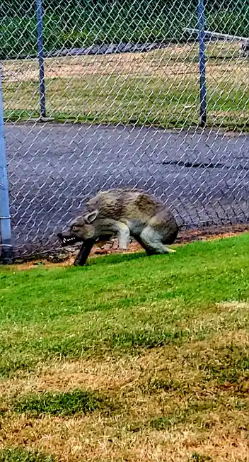 A statue of a wolf with glowing red eyes and bared teeth is shown running on grass near a chain-link fence, with overlaid…