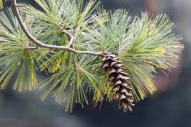 A close-up photograph of a pine cone hanging from a pine tree branch with green and yellowish needles. The image has white…