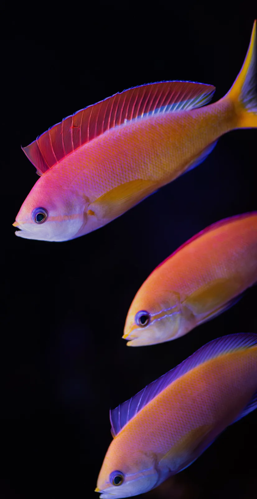 Three vibrant orange and pink fish swim diagonally against a black background, their scales glowing under colored lighting…