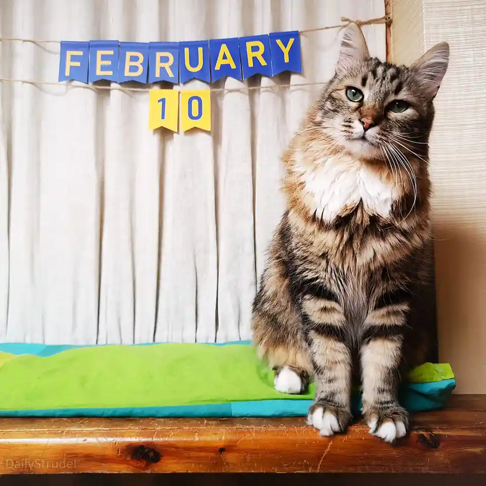 A fluffy tabby cat with green eyes sits regally on a green and teal cushion atop a wooden surface, looking slightly…