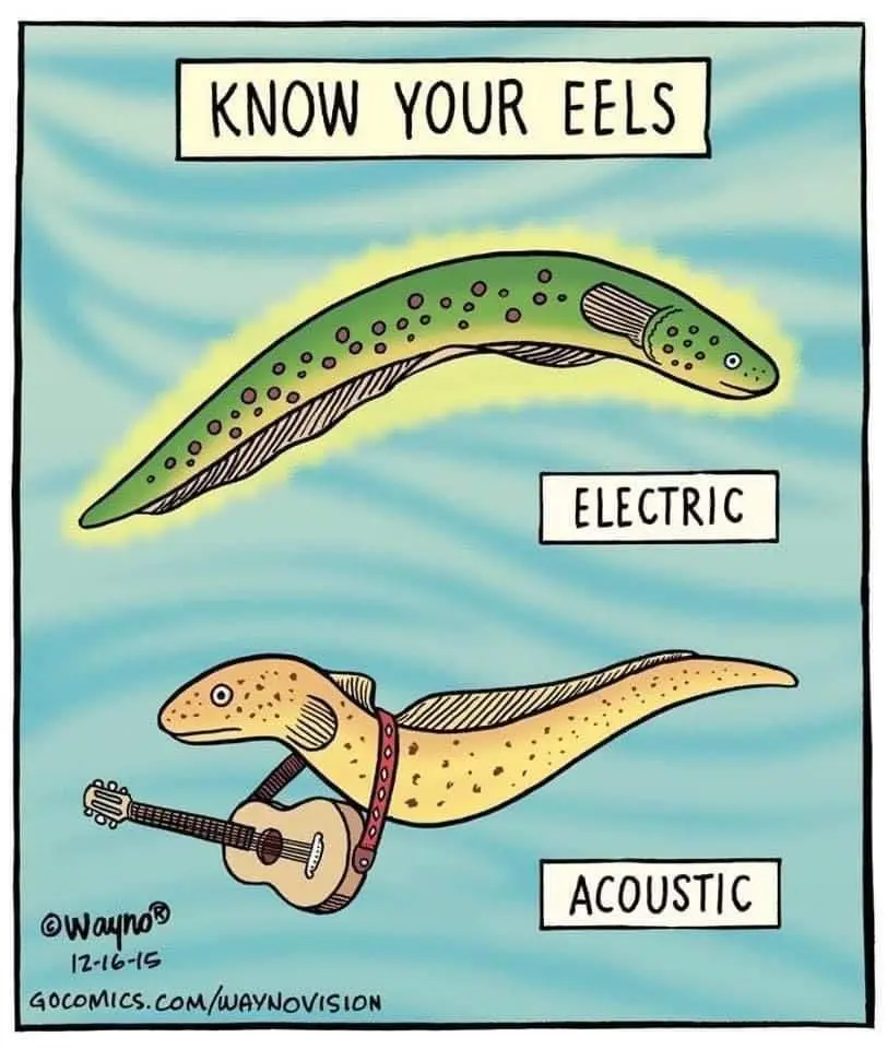 A comic strip shows two eels against a blue watery background. The top eel is green with spots and labeled 'ELECTRIC'…