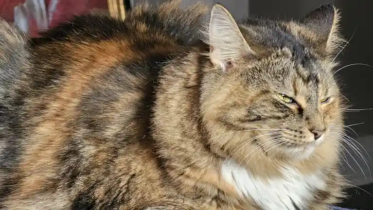 A close-up of a fluffy, long-haired tortoiseshell cat with green eyes, looking off to the side with a distinctly unimpressed…