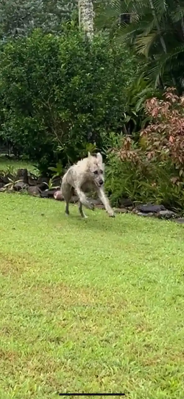 Is it a Wolfhound or a Werewolf? You decide!