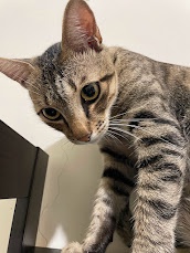 A close-up of a tabby cat with wide, intense eyes staring directly at the camera, its head slightly tilted and one paw…