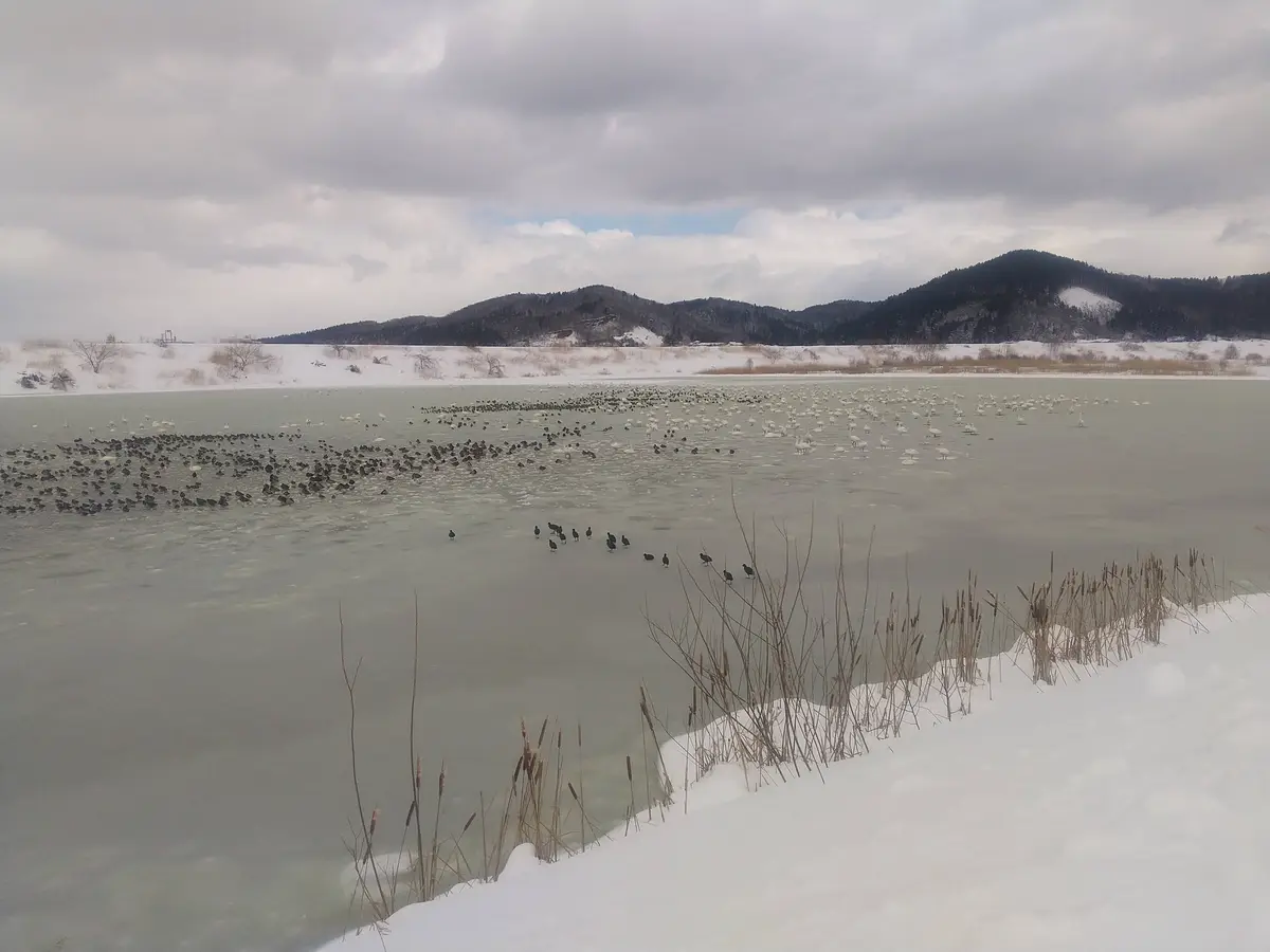 A wide shot of a frozen lake covered in snow, with numerous white swans and dark ducks gathered on the ice. Snow-covered…