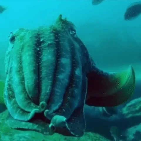 A six-panel underwater image sequence shows an octopus turning its head to face the viewer, with text progressively spelling…