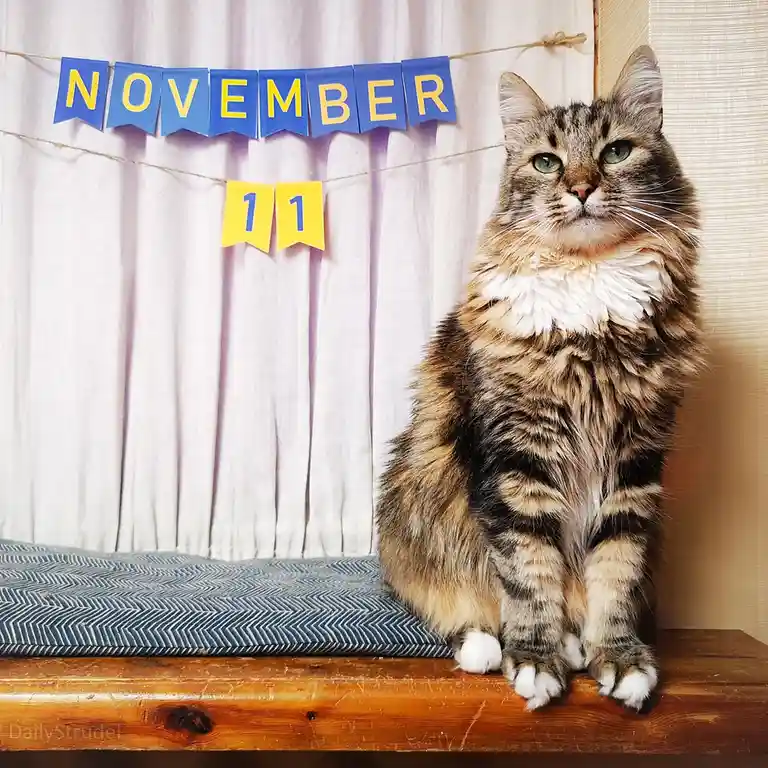 A fluffy tabby cat with green eyes sits upright on a wooden bench, looking directly at the camera with a calm, slightly smug…