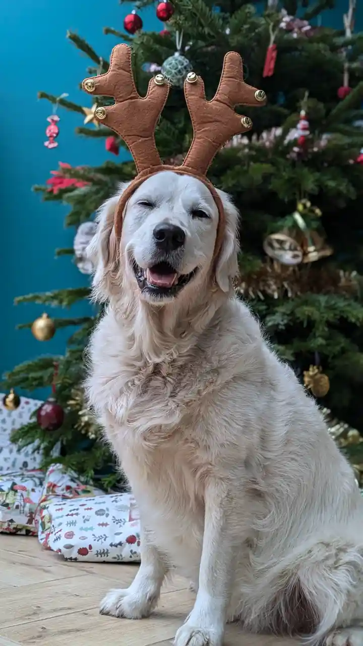 Nala's Festive Look for a Merry Christmas!