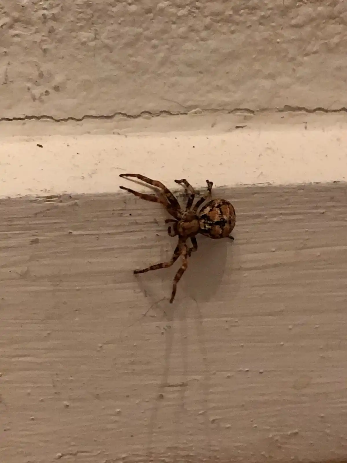 A close-up photo shows a brown and orange patterned spider crawling on a textured, light-colored wall near a white trim…